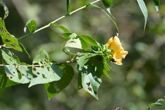 Dendrosida sharpiana