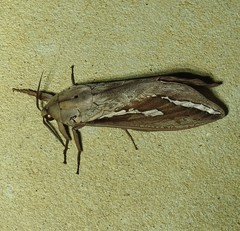 Abantiades labyrinthicus