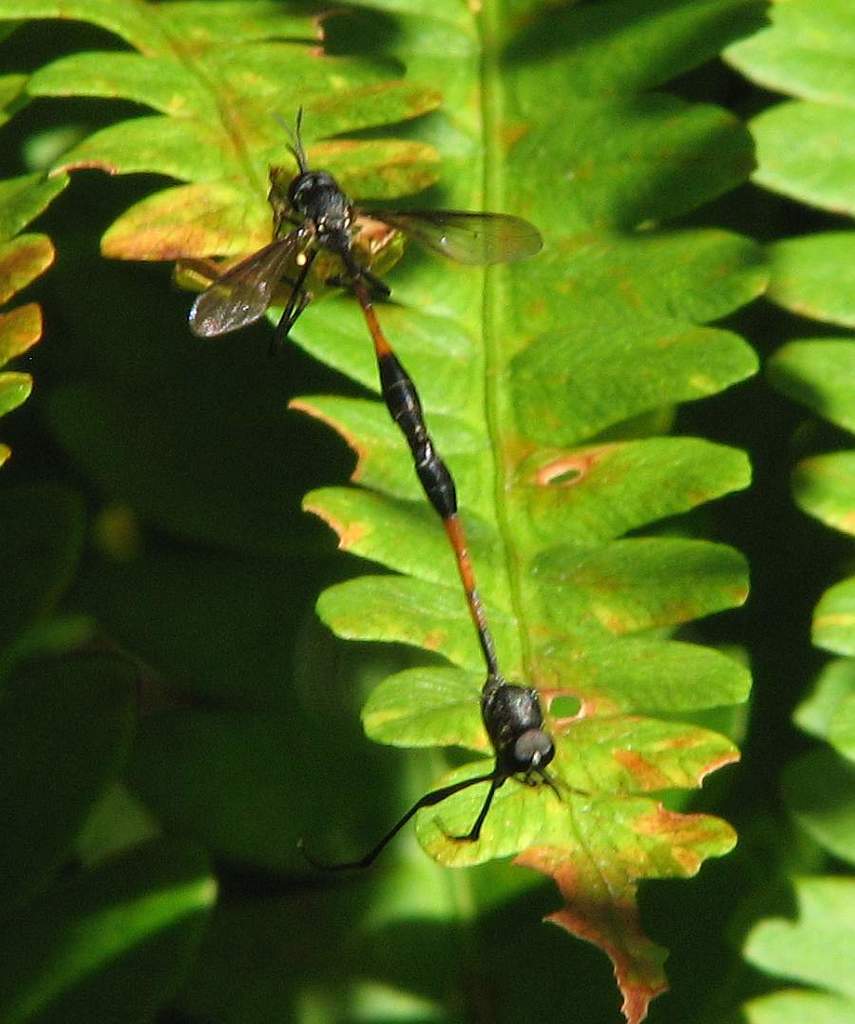 Systropus macer