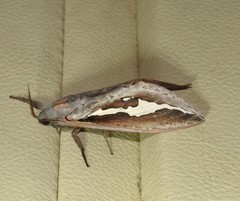 Abantiades labyrinthicus