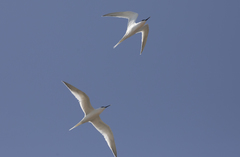 Thalasseus sandvicensis