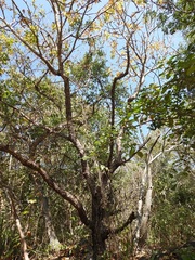 Cedrela salvadorensis