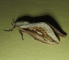 Abantiades labyrinthicus