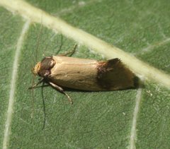 Olbonoma disticta
