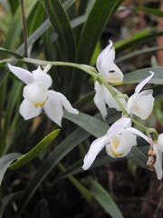 Cuitlauzina pulchella
