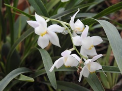Cuitlauzina pulchella