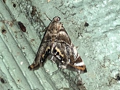 Eoparargyractis irroratalis