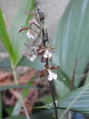 Prosthechea varicosa