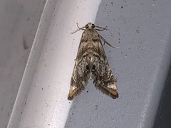 Eoparargyractis irroratalis