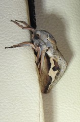 Abantiades labyrinthicus