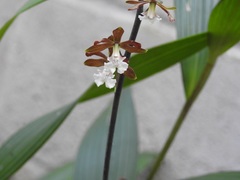 Prosthechea varicosa