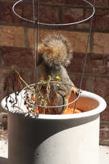 Sciurus niger