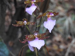Rhynchostele bictoniensis