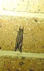 Abantiades labyrinthicus