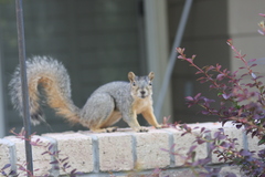 Sciurus niger