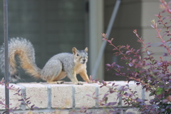 Sciurus niger