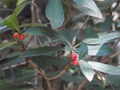 Psychotria erythrocarpa