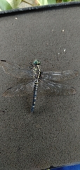 Onychothemis testacea