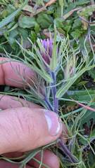 Castilleja exserta