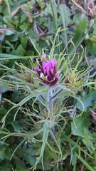 Castilleja exserta