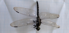 Onychothemis testacea