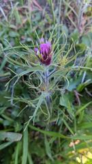 Castilleja exserta