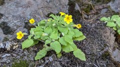 Erythranthe floribunda