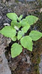 Erythranthe floribunda