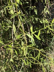 Struthanthus palmeri