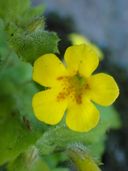Erythranthe floribunda