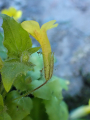 Erythranthe floribunda