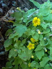Erythranthe floribunda