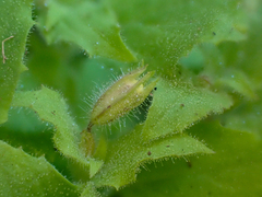 Erythranthe floribunda