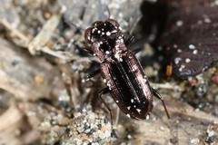 Notiophilus novemstriatus