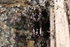Notiophilus novemstriatus