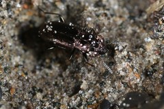 Notiophilus novemstriatus