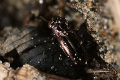 Notiophilus novemstriatus
