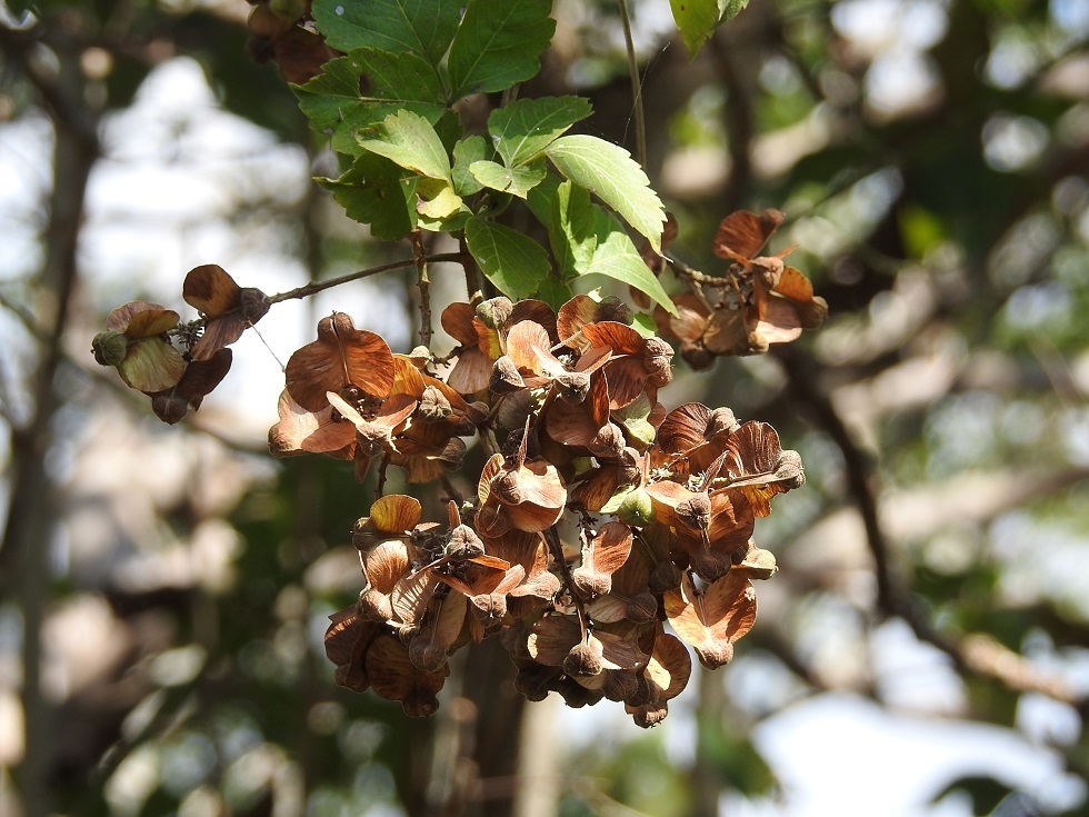 Serjania triquetra