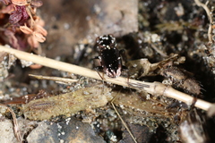 Notiophilus novemstriatus