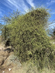 Struthanthus palmeri