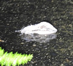 Abantiades labyrinthicus