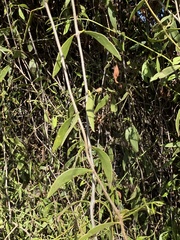 Struthanthus palmeri