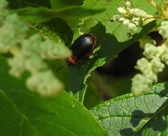 Asphaera abdominalis