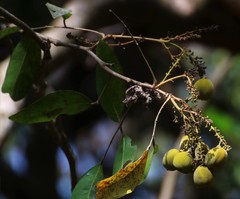 Lepisanthes tetraphylla