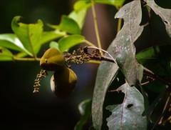 Lepisanthes tetraphylla