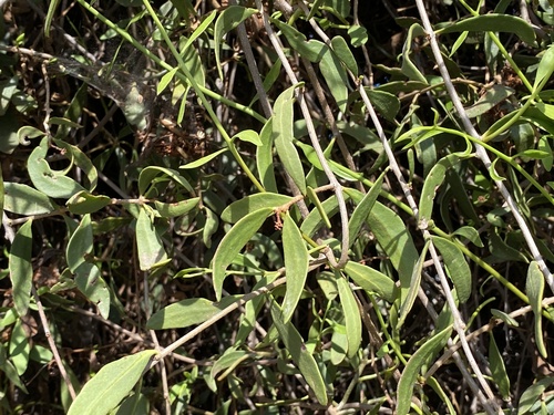 Struthanthus palmeri (Struthanthus palmeri)