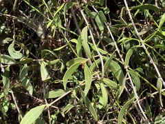 Struthanthus palmeri