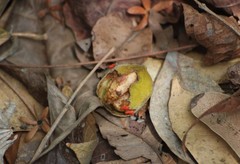 Lepisanthes tetraphylla