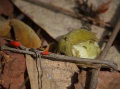 Lepisanthes tetraphylla