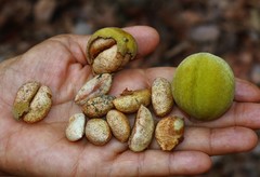 Lepisanthes tetraphylla